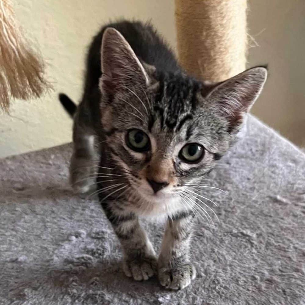 Available Animals for Adoption • Kitten Rescue