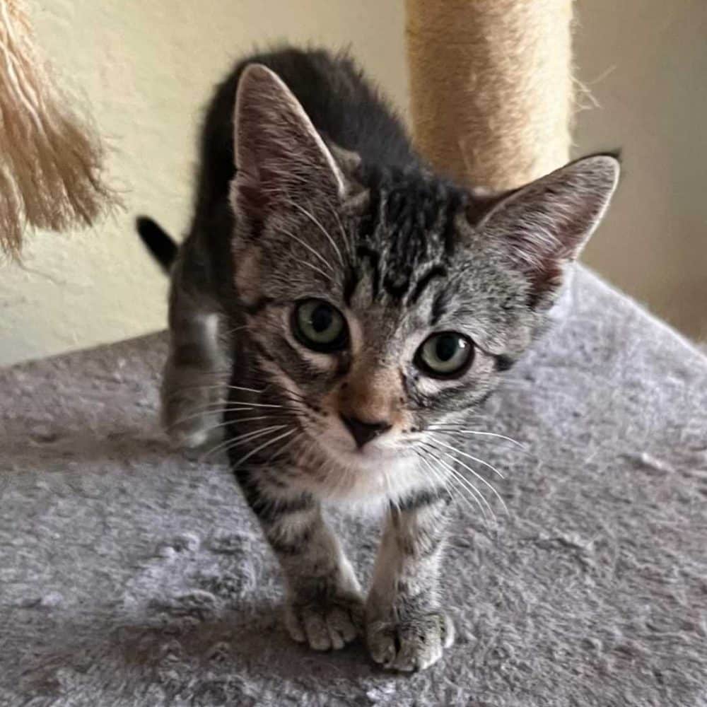 Available Animals For Adoption • Kitten Rescue